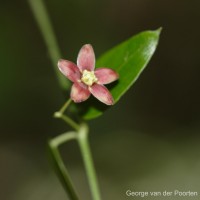 Vincetoxicum cordifolium (Thwaites) Kuntze